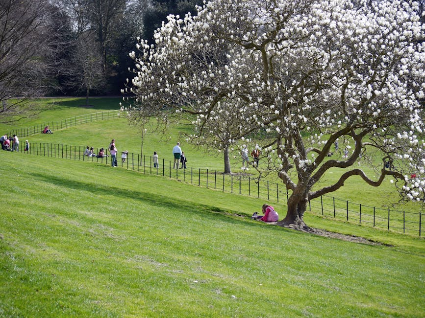 A scenic park scene featuring a large flowering tree with white blossoms and twisted branches, situated on a gently sloping grassy hill. Several people are visible walking along a winding path enclose