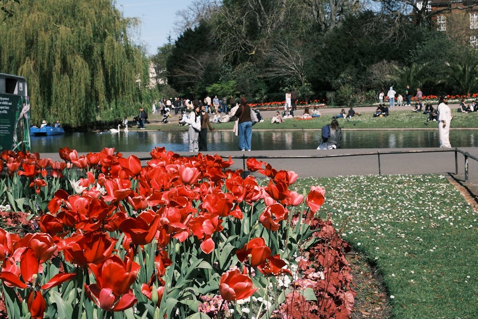 A vibrant bed of red tulips with glossy petals and green stems and leaves in the foreground, situated in a park setting. Behind the tulips, there is a pond bordered by a pathway, with people sitting a