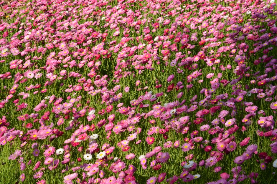 A vibrant field of pink and purple daisy-like flowers with yellow centers, densely packed and blooming in full sunlight. The flowers have delicate, slightly ruffled petals, some white and some various